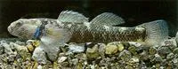 Bluegilled bully (Gobiomorphus hubbsi)