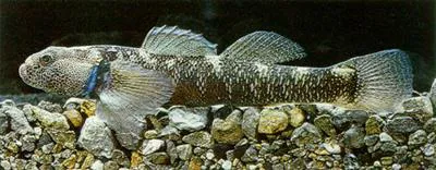 Bluegilled bully (Gobiomorphus hubbsi)