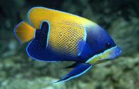 Bluegirdled angelfish (Pomacanthus navarchus)