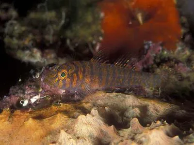 Bluegold goby (Lythrypnus spilus)