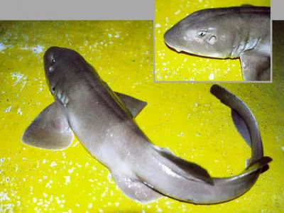 Bluegray carpetshark (Brachaelurus colcloughi)