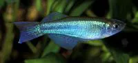 Bluegreen lampeye (Procatopus aberrans)
