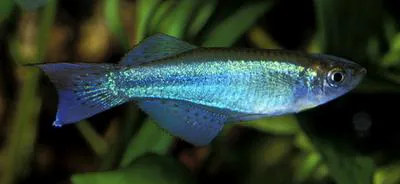 Bluegreen lampeye (Procatopus aberrans)