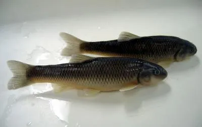 Bluehead chub (Nocomis leptocephalus)