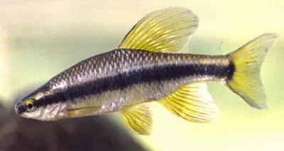 Bluehead shiner (Pteronotropis hubbsi)