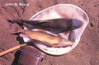 Bluehead sucker (Catostomus discobolus discobolus)