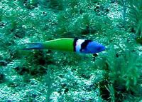 Bluehead (Thalassoma bifasciatum)