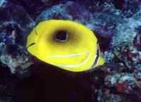 Bluelashed butterflyfish (Chaetodon bennetti)