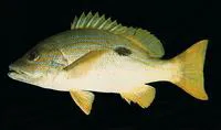 Blueline snapper (Lutjanus coeruleolineatus)