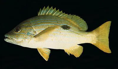 Blueline snapper (Lutjanus coeruleolineatus)