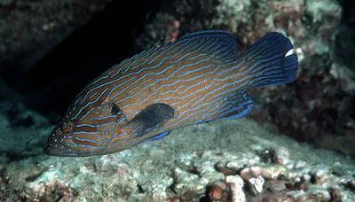 Bluelined hind (Cephalopholis formosa)