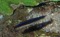 Bluelined hulafish (Trachinops brauni)