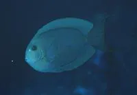 Bluelined surgeon (Acanthurus nubilus)