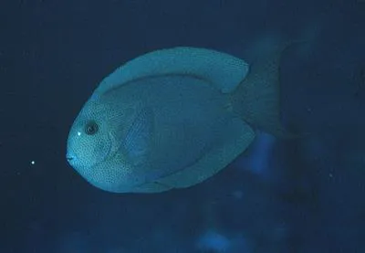 Bluelined surgeon (Acanthurus nubilus)