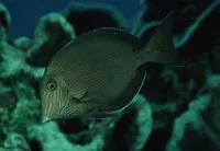 Bluelined surgeonfish (Acanthurus nigroris)