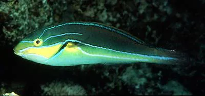Bluelined wrasse (Stethojulis albovittata)