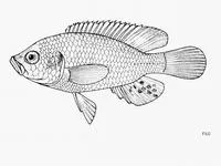 Bluelip haplo (Astatoreochromis straeleni)