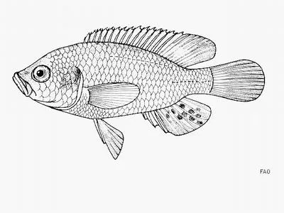 Bluelip haplo (Astatoreochromis straeleni)
