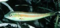 Bluelip parrotfish (Cryptotomus roseus)