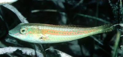 Bluelip parrotfish (Cryptotomus roseus)
