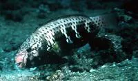Bluemoon parrotfish (Chlorurus atrilunula)