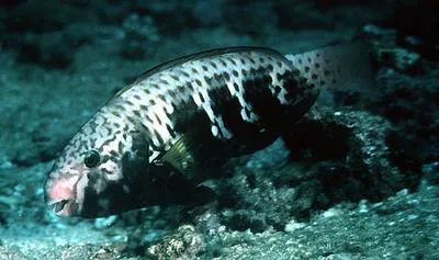 Bluemoon parrotfish (Chlorurus atrilunula)