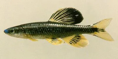 Bluenose shiner (Pteronotropis welaka)