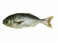 Bluenose warehou (Hyperoglyphe antarctica)