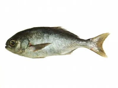 Bluenose warehou (Hyperoglyphe antarctica)