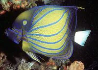 Bluering angelfish (Pomacanthus annularis)