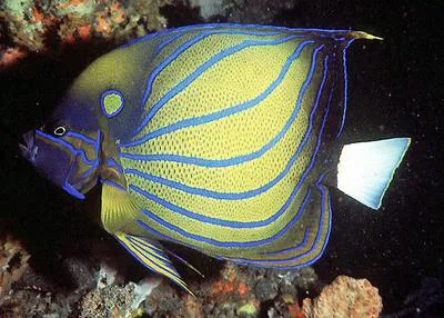 Bluering angelfish (Pomacanthus annularis)