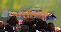 Blueside darter (Etheostoma jessiae)