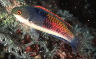 Blueside wrasse (Cirrhilabrus cyanopleura)