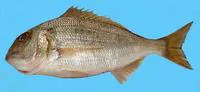 Blueskin seabream (Polysteganus coeruleopunctatus)