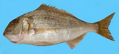Blueskin seabream (Polysteganus coeruleopunctatus)