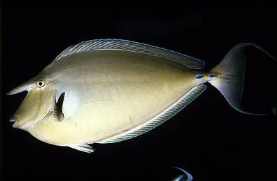 Bluespine unicornfish (Naso unicornis)