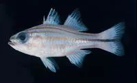 Bluespot cardinalfish (Apogon nitidus)