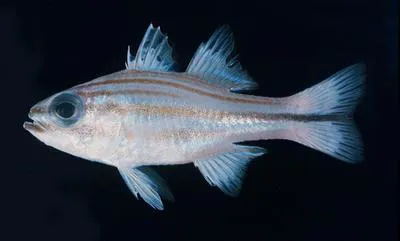 Bluespot cardinalfish (Apogon nitidus)