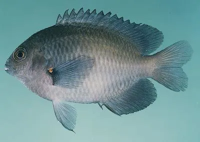 Bluespot damsel (Pomacentrus grammorhynchus)