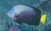 Bluespotted angelfish (Chaetodontoplus caeruleopunctatus)