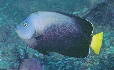Bluespotted angelfish (Chaetodontoplus caeruleopunctatus)