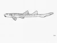 Bluespotted bambooshark (Chiloscyllium caeruleopunctatum)