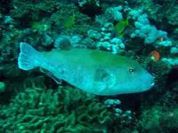 Bluespotted blaasop (Chelonodon laticeps)