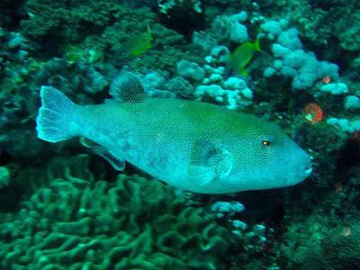 Bluespotted blaasop (Chelonodon laticeps)