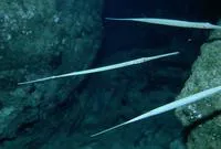 Bluespotted cornetfish (Fistularia commersonii)