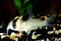 Bluespotted corydoras (Corydoras melanistius)