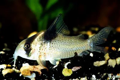 Bluespotted corydoras (Corydoras melanistius)