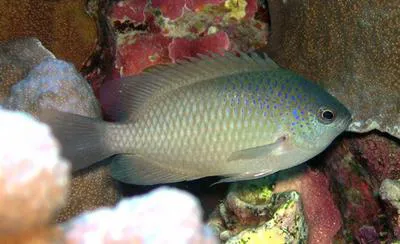 Bluespotted damsel (Pomacentrus azuremaculatus)