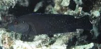 Bluespotted dottyback (Pseudochromis persicus)