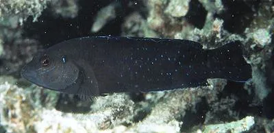 Bluespotted dottyback (Pseudochromis persicus)